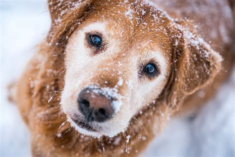 Golden Retriever Snow Bend Oregon Stock Photography