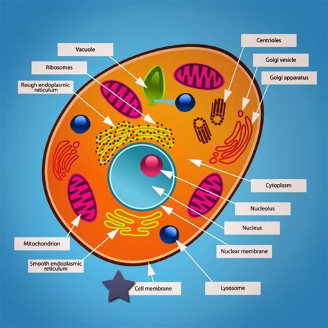 The working together of all cells gives an animal its ability to move, to reproduce, to respond to stimuli, to digest and absorb food, etc. Animal cell, Animal cells model, Animal cell project