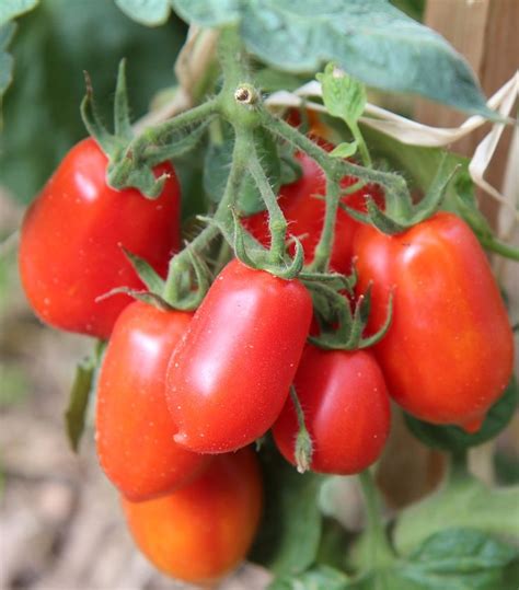 Premier Seeds Direct Tomato San Marzano F1 Includes 30 Seeds Garden