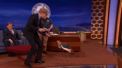 birds conan obrien by team coco find and share on giphy