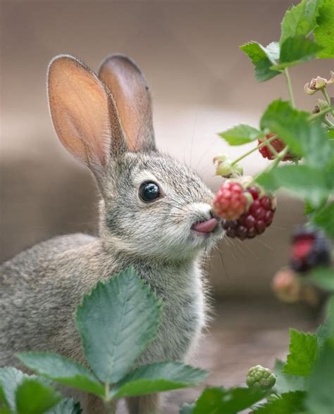 This Rabbit Eating Some Berries Rpics