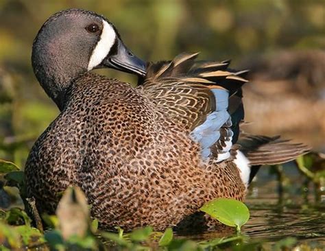 Blue Winged Teal Male Blue Winged Teal Blue Wings Duck Hunting