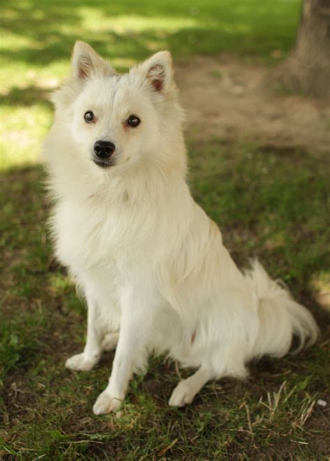 Molson American Eskimo Dog