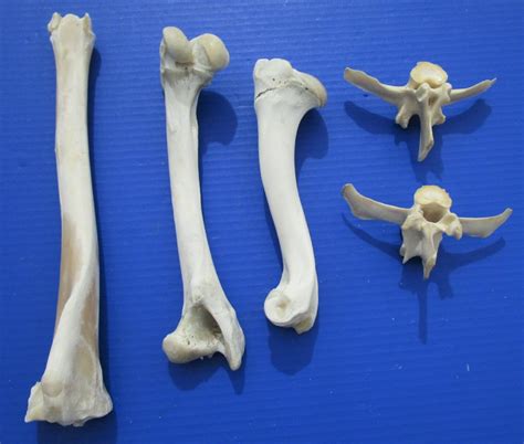 5 Whitetail Deer Bones For Sale Vertebrae And Leg Bones