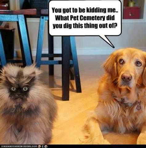 Dog And Cat Humor Funny Animals Funny Animal Pictures Funny Pictures
