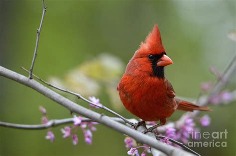 Spring Cardinal Photograph By Charles Trinkle