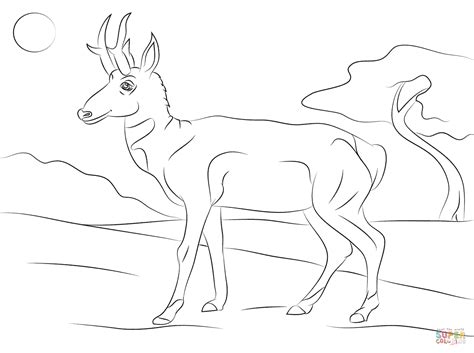 See the presented collection for pronghorns coloring. Pronghorn Antilocapra Americana coloring page | Free ...