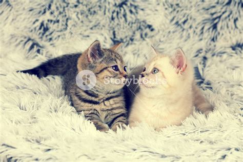 Two Little Kittens Lying On Fluffy Blanket Looking At Each Other