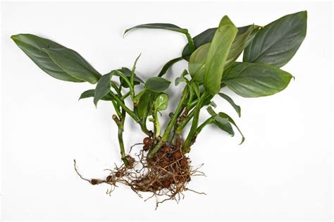 Philodendron Propagation Here Are 3 Methods That You Can Use Apartment Buds