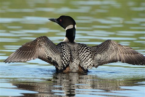 Common Loon Coniferous Forest