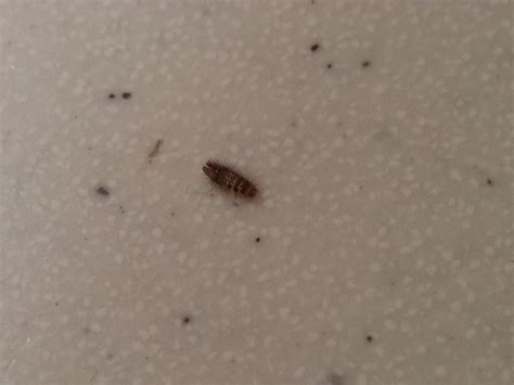 Southeast Pa Tiny Bug Found On Kitchen Counter Very Slow Moving