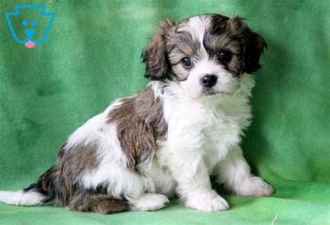 Come visit us in huntington ny today. Zachary | Cavachon Puppy For Sale | Keystone Puppies