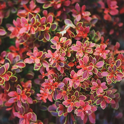 Admiration Barberry Shrubs For Sale