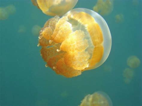 Езерото на медузите Искам да знам