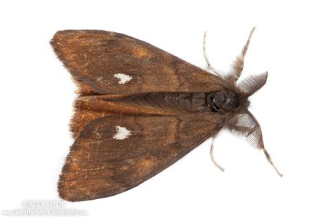 Common Vapourer Moth Orgyia Antiqua Male Alex Hyde