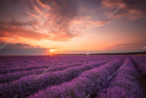 A Lavender Sunset — Stock Photo © Jessivanova 113617760