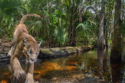 a panther leaps over a creek in the florida panther national wildlife refuge in the everglades