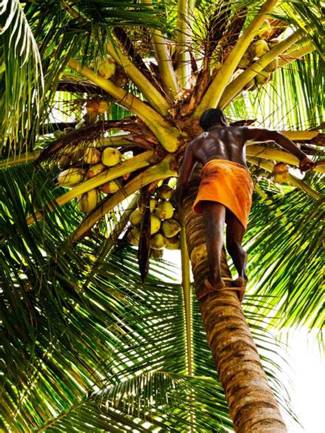 The coconut tree (cocos nucifera) is a member of the palm tree family (arecaceae) and the only living species of the genus cocos. Man climbing coconut tree from Rick Stein's India ...