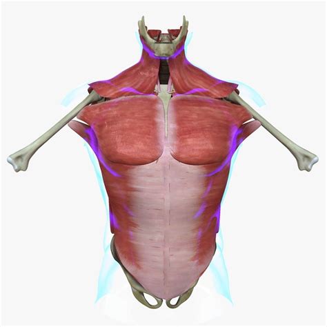 Human Torso Muscle Anatomy Medical Edition 3d Cgtrader