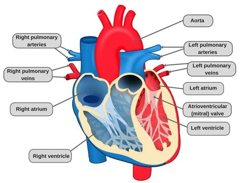 Diagram Human Heart Diagram Label Mydiagramonline