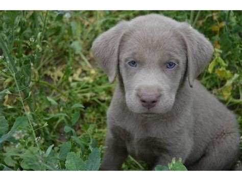 Bill crabtree silver labs specializes in silver labs, but chocolate, yellow and black labradors are also available. Silver Lab puppies available in Ceres, California ...