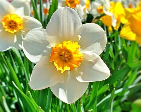 March Birth Flower The Daffodil What Does It Mean The Old Farmer