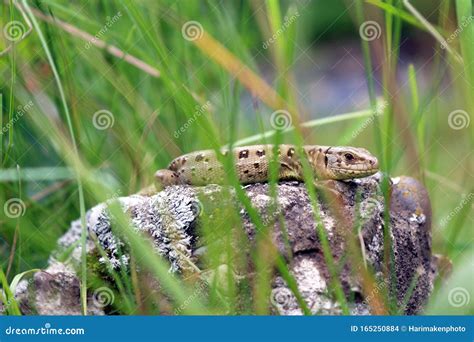 蜥蜴在阳光下晒太阳 库存照片 图片 包括有 喀尔巴阡山脉 森林 包括 精美 蠢材 水族馆 布琼布拉 165250884