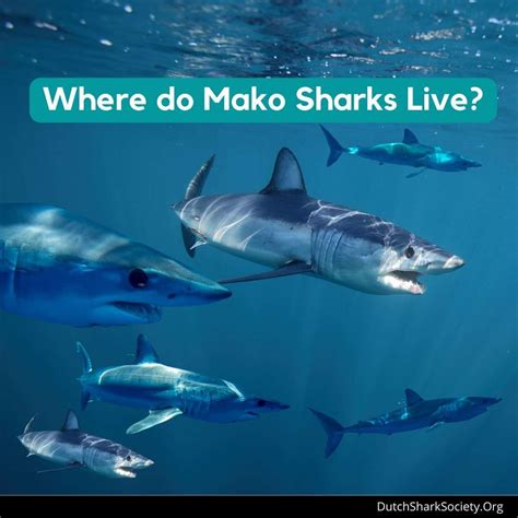 Mako Sharks Info And Facts Dutch Shark Society