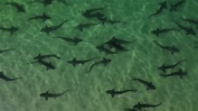 Leopard Sharks Get Close at La Jolla Shores – NBC Los Angeles