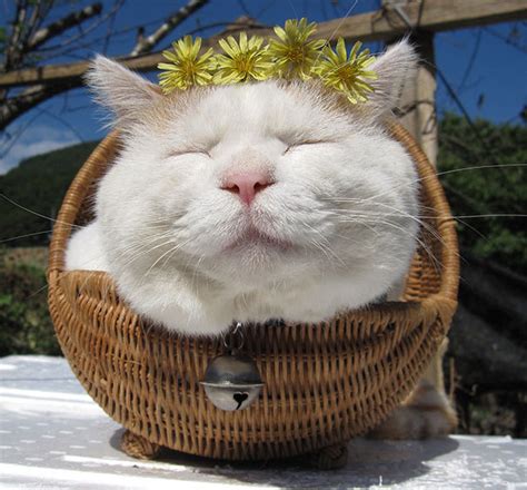 Proof That Zen Master Cat Is The Happiest Cat In The World Fooyoh
