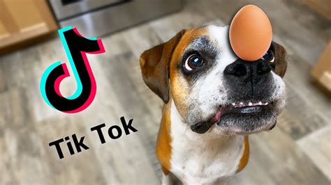 Tiktok Dog Video Hot Tiktok 2020