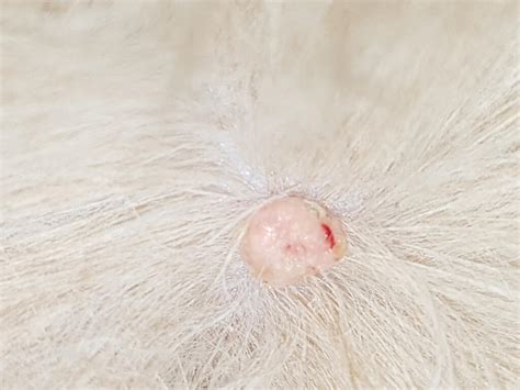 Cat Skin Tag On Neck Gestueo
