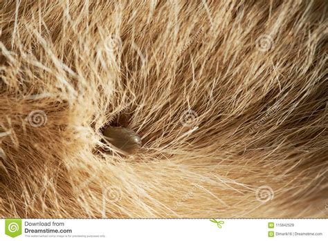 Close Up Of Dog Tick Stock Image Image Of Disease Insect 115842529