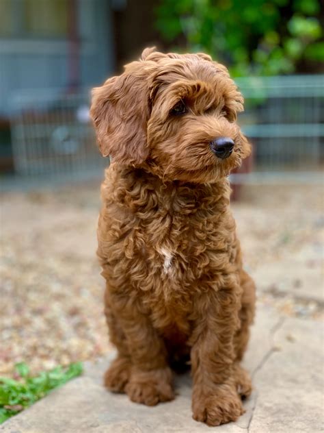 F1 standard labradoodle puppies from a champion bloodline. labradoodle puppies bay area - Puppy And Pets