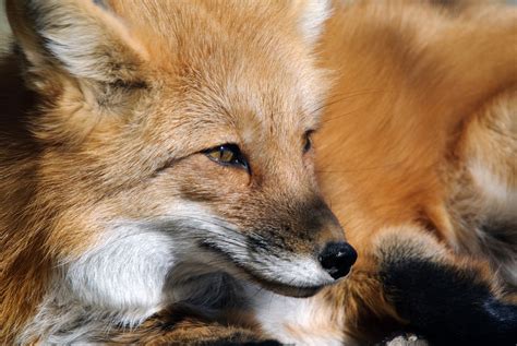 Foxes Removal & Trapping - Virginia Wildlife Removal Services