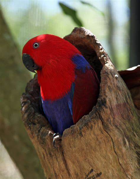 Female Eclectus Parrot Pet Birds Cute Birds Parrot
