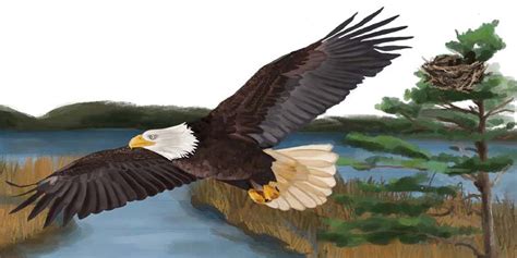 Discover Why The Bald Eagle Became A Patriotic Symbol Charleston Sc
