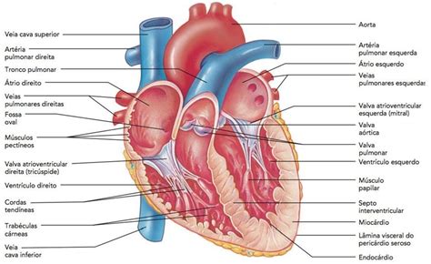 Afh Anatomia E Fisiologia Humanas Coração Anatomia Sistema Circulatório Anatomia