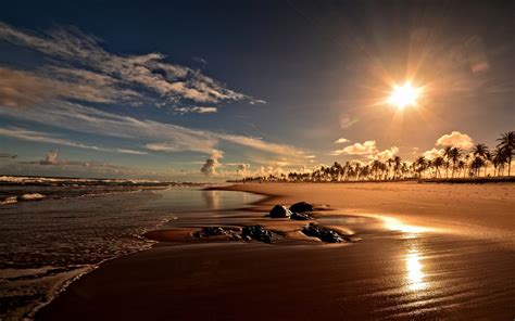 배경 화면 일몰 해안 해변 야자수 바이아 브라질 1920x1200 Hd 그림 이미지