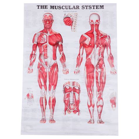 Buy Exceart Anatomical Human Muscle Skeleton Nervous System Anatomy S