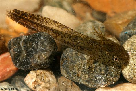 Central Long Toed Salamander Ambystoma Macrodactylum Columbianum