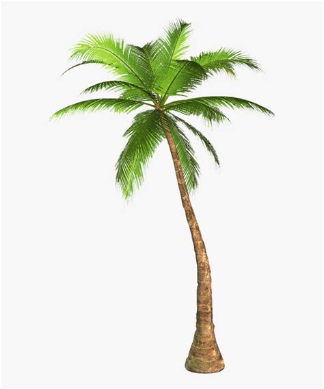 Clip Art Palm Tree Images Palm Tree Transparent Background Hd Png