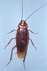 Photos of California Cockroach