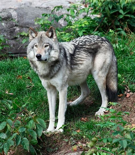 Wolf Hybrids The Best Of Both Worldsor Not Dr Sophia Yin