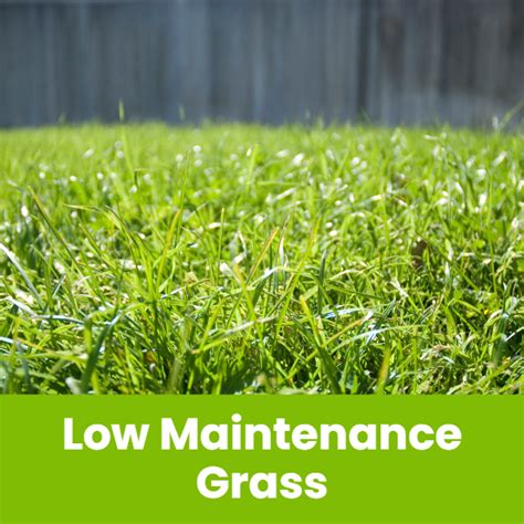 Low Maintenance Grasses Landzie