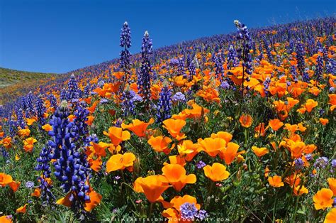 Flower Covered Hillside Fields And Hills Covered In California
