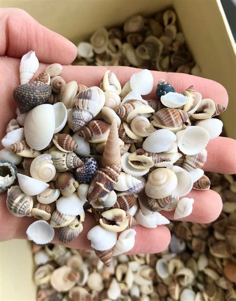 100 Small Seashells Mini Sea Shells Craft Wedding Beach Etsy