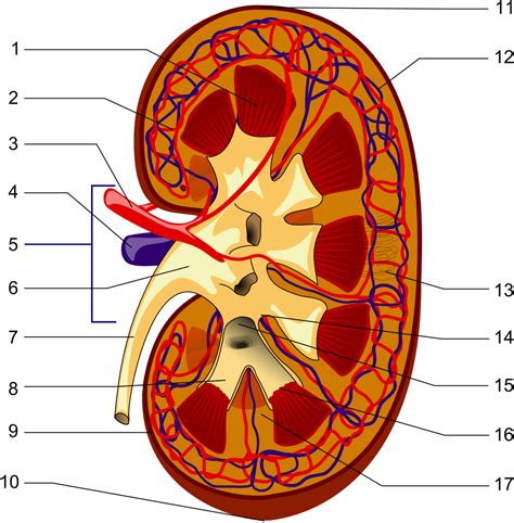 Kidney Anatomy Location
