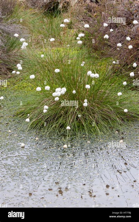 Common Cotton Grass Eriophorum Angustifolium Growing In Bog Loch