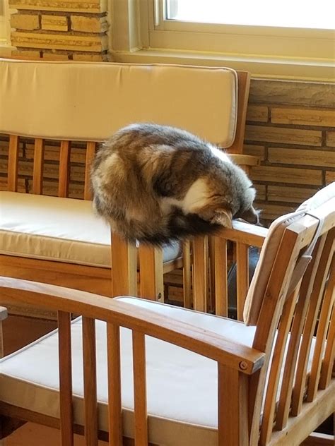 This How My Cat Sleeps Perched On A Chairs Arm Restifttt